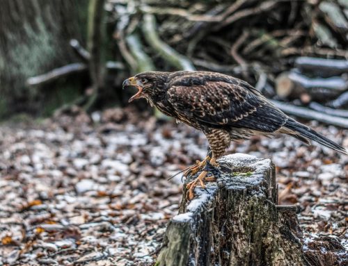 Hawk Walk im Wildpark Müden – Wandern mit Greifvögeln